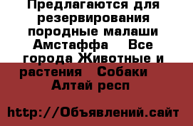 Предлагаются для резервирования породные малаши Амстаффа  - Все города Животные и растения » Собаки   . Алтай респ.